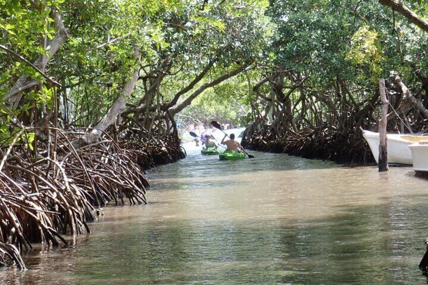 Mangrove Lagoon Kayak, Snorkel & Swim Excursion