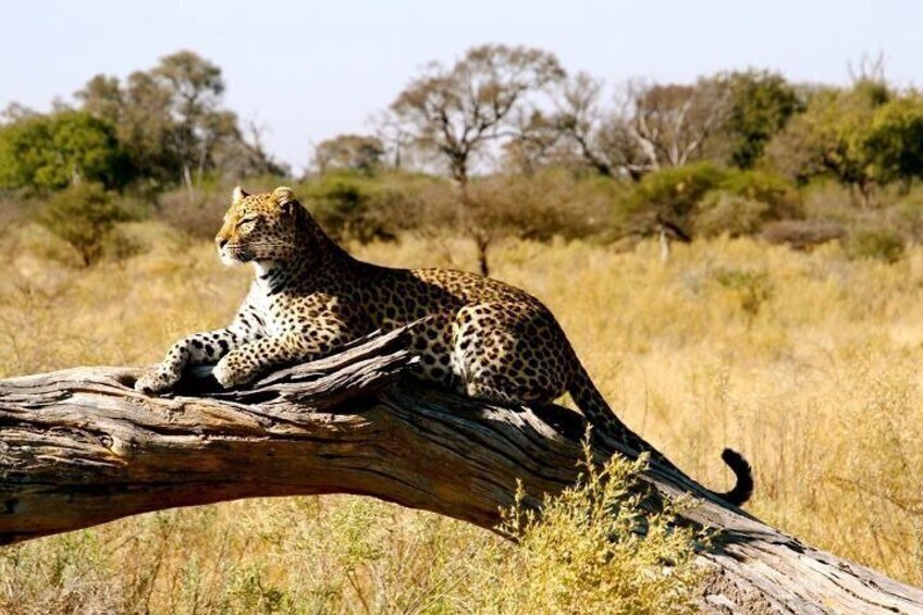4 Days Ol Pejeta and Samburu National Reserve Safari