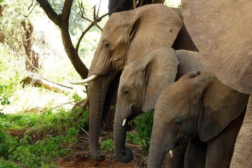 4 Days Ol Pejeta and Samburu National Reserve Safari