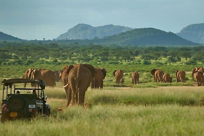 Private 3 Days Samburu National Park Safari All Inclusive