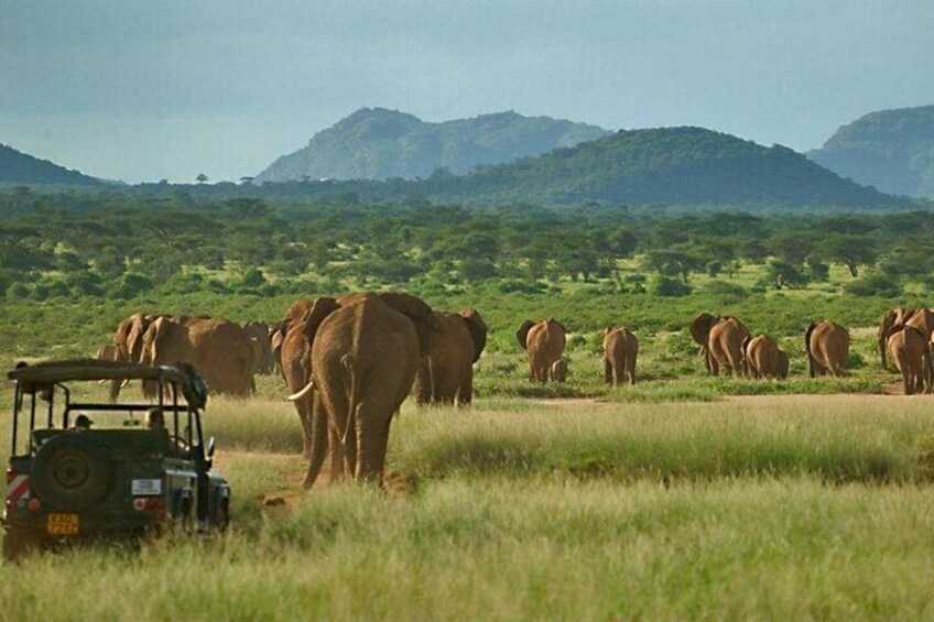 Private 3 Days Samburu National Park Safari All Inclusive