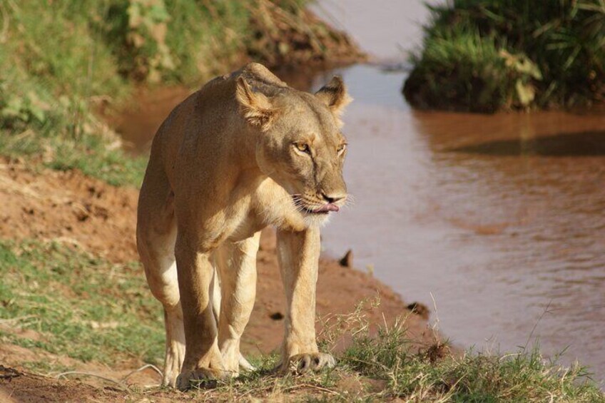 Private 3 Days Samburu National Park Safari All Inclusive