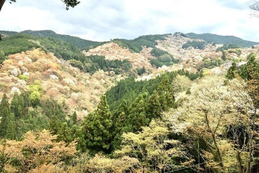 Private Full-Day Guided Tour in Yoshino, Japanese Mountain