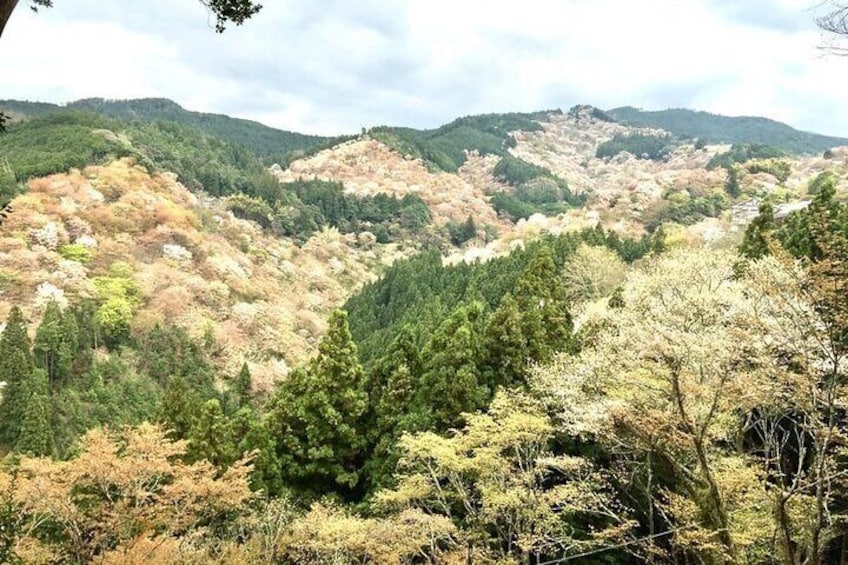 Private Full-Day Guided Tour in Yoshino, Japanese Mountain