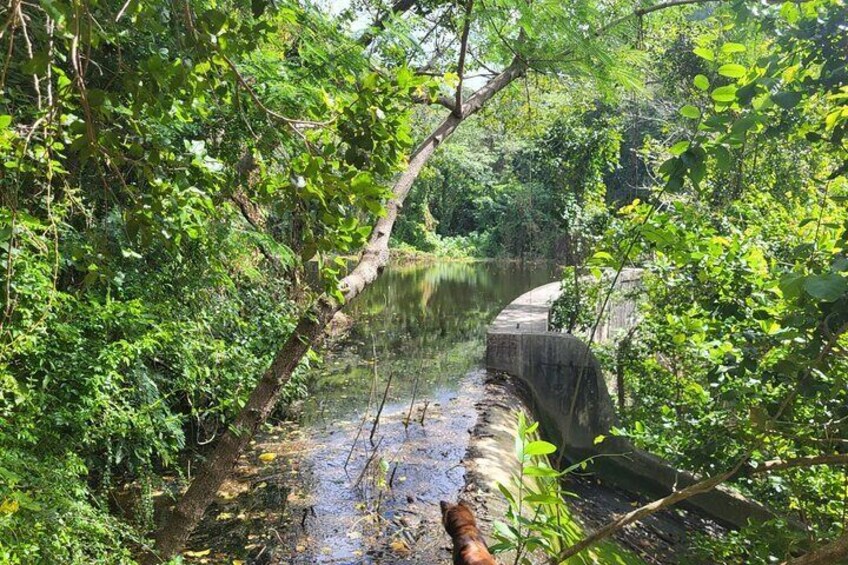 St. Croix Rainforest Ecohike and Beach