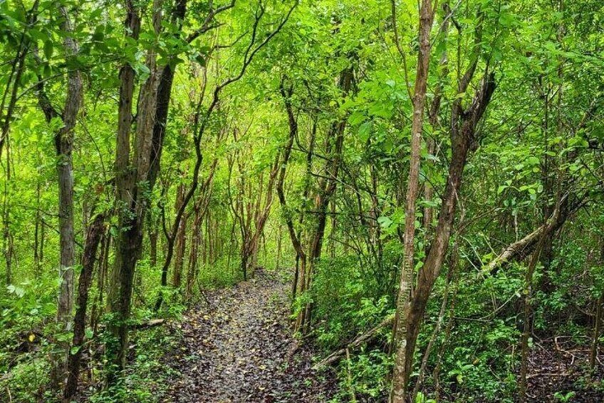 St. Croix Rainforest Ecohike and Beach