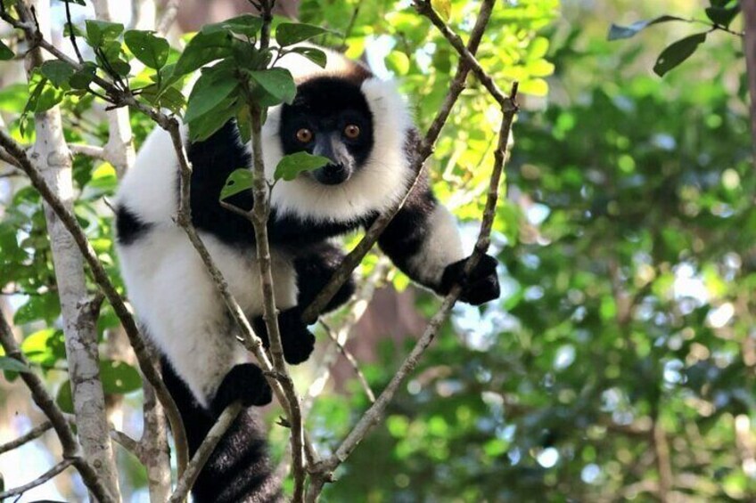 Day Trip to Andasibe National Park