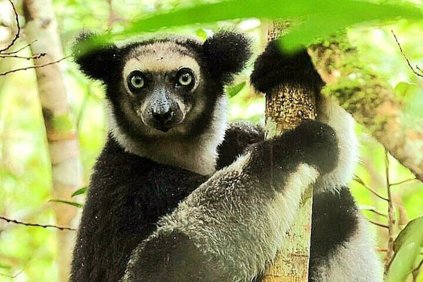 Day Trip to Andasibe National Park