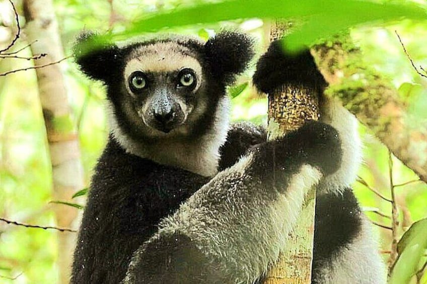 Day Trip to Andasibe National Park