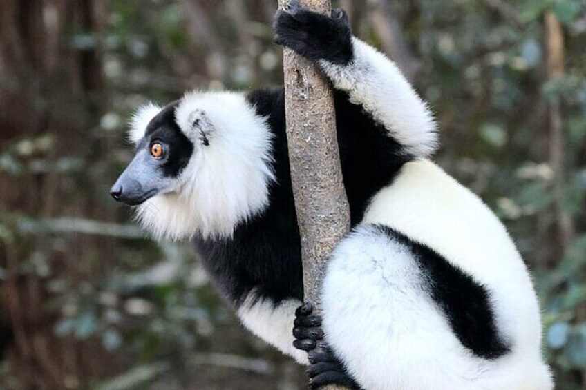 Day Trip to Andasibe National Park