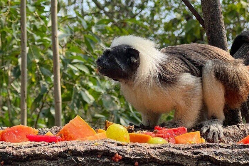 Wildlife Encounter in Cartagena Villanueva by ATV