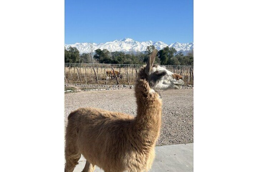 Llama with a view!