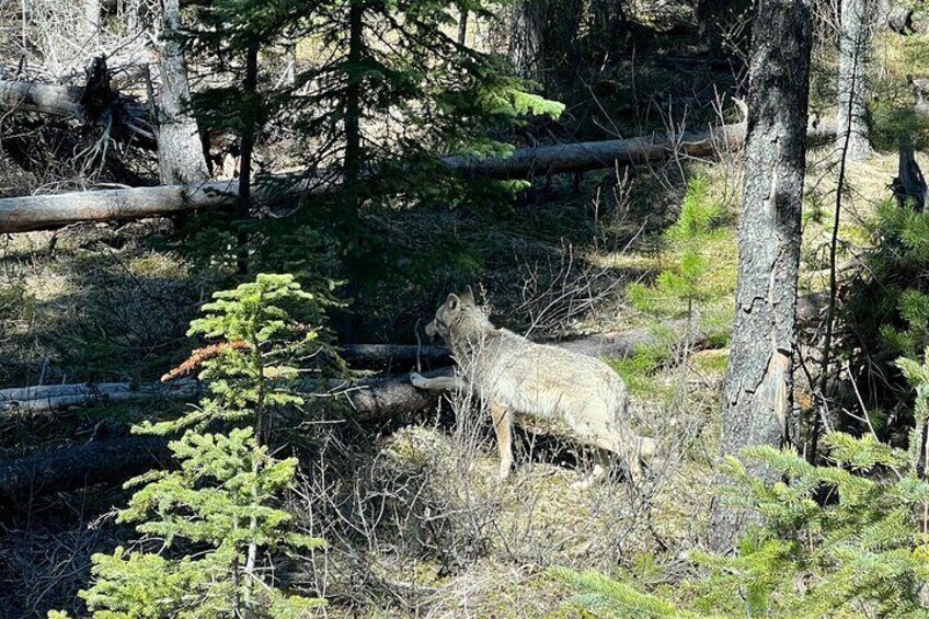 Baff and Yoho National Park Private Day Tours