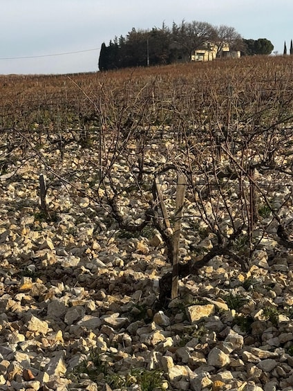 Picture 8 for Activity Châteauneuf-du-Pape: Full-day wine tour with sommelier