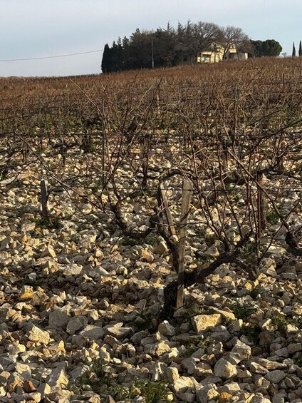 Picture 8 for Activity Châteauneuf-du-Pape: Full-day wine tour with sommelier