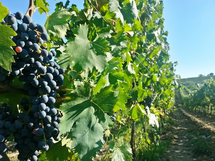 From Florence to Chianti by E-Bike: Ride Through Vineyards & Hills
