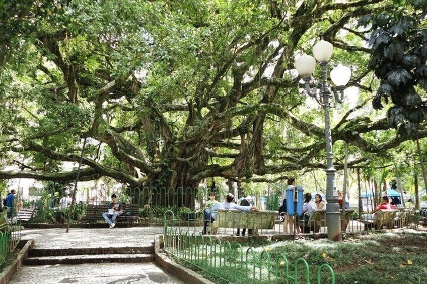 The History of Samba in Florianópolis