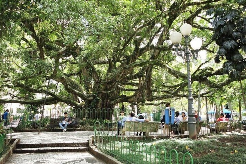 The History of Samba in Florianópolis