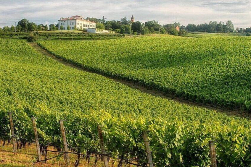 WINE EXPERIENCE & DOZZA - Private Day Tour from Ravenna