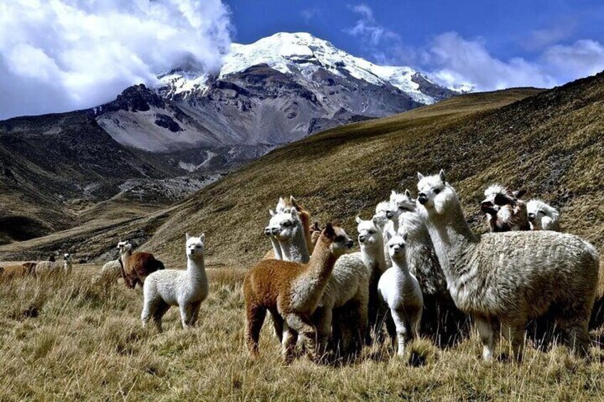 Cusco: Scenic Sun Route to Puno with Buffet Lunch