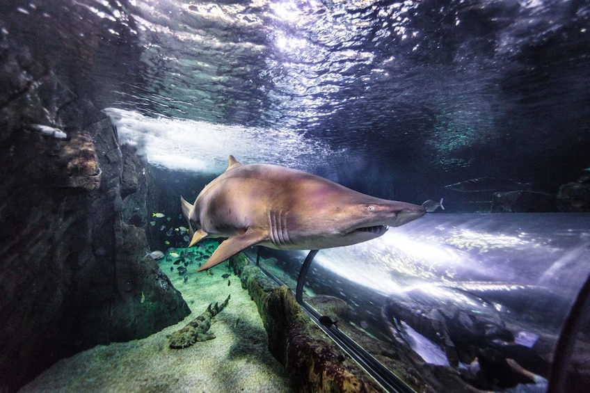 SEA LIFE Sunshine Coast Shark Dive Xtreme