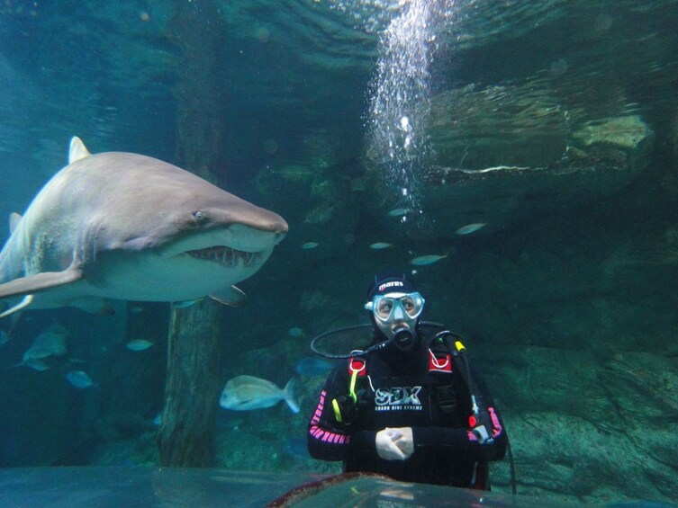 SEA LIFE Sunshine Coast Shark Dive Xtreme