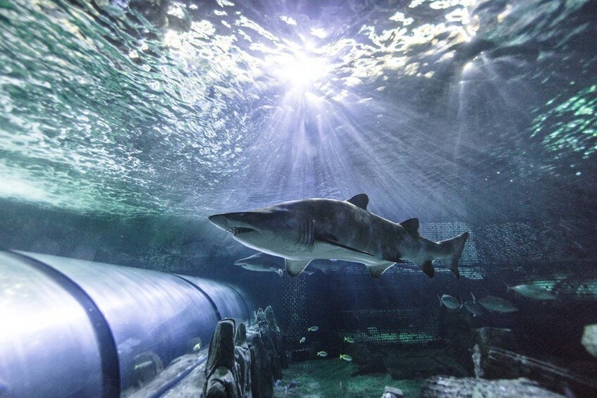 SEA LIFE Sunshine Coast Shark Dive Xtreme