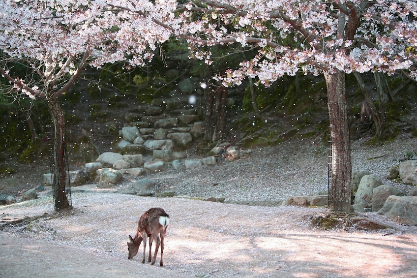 Day Trip to Hiroshima and Miyajima by Bullet Train from Osaka