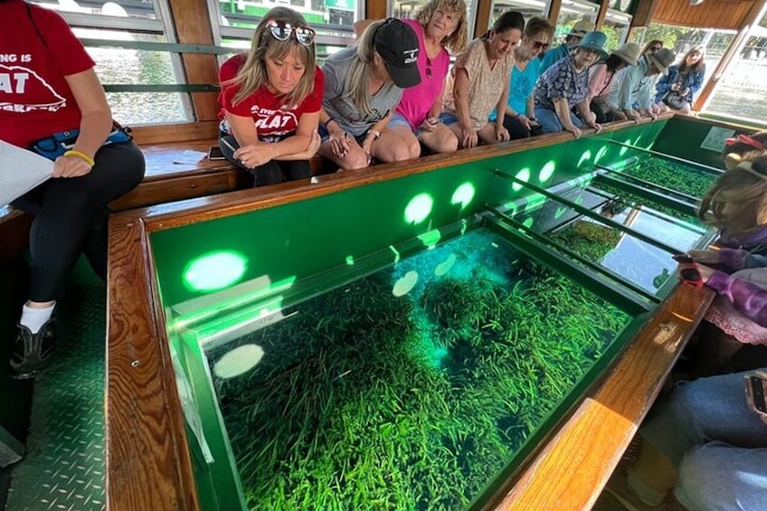 Small Group Silver Springs State Park Day Tour from Orlando