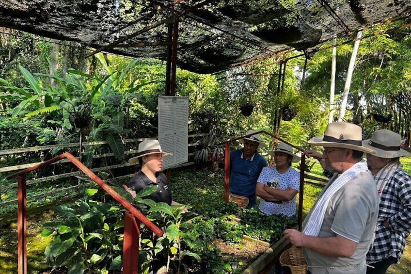 Coffee Farm Shared Tour from Salento
