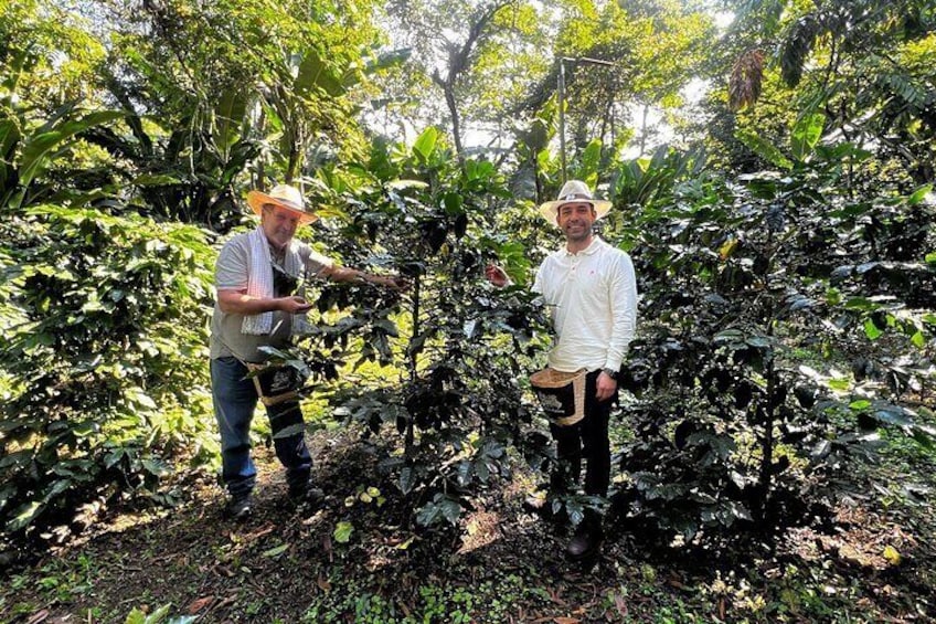 Coffee Farm Shared Tour from Salento