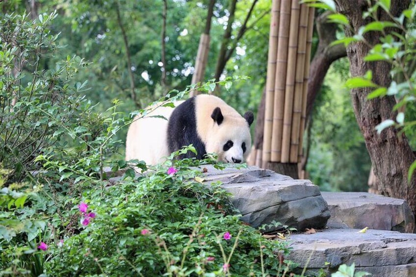 Private Chengdu Panda Half-Day Tour: Immersive & Flexible