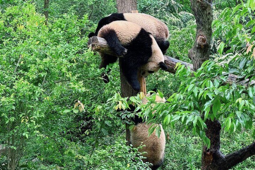 Private Chengdu Panda Half-Day Tour: Immersive & Flexible