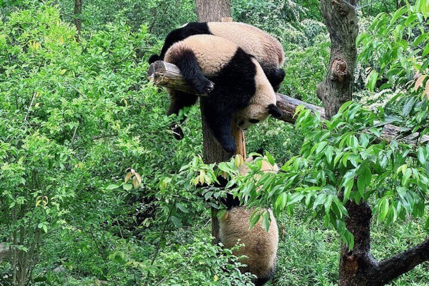 Private Chengdu Panda Half-Day Tour: Immersive & Flexible