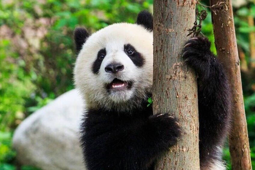 Private Chengdu Panda Half-Day Tour: Immersive & Flexible