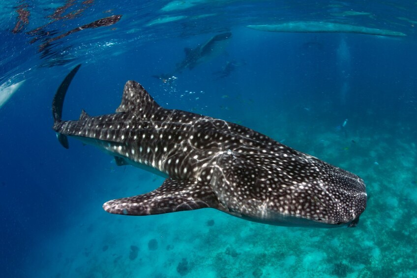 Oslob Whale Shark + Kawasan Falls Day Tour