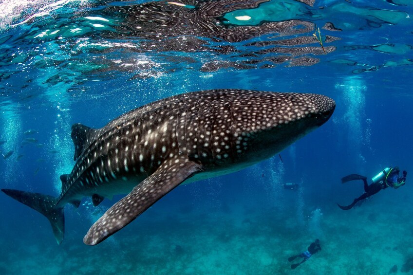 Oslob Whale Shark + Kawasan Falls Day Tour