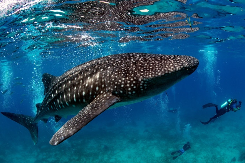 Oslob Whale Shark + Kawasan Falls Day Tour