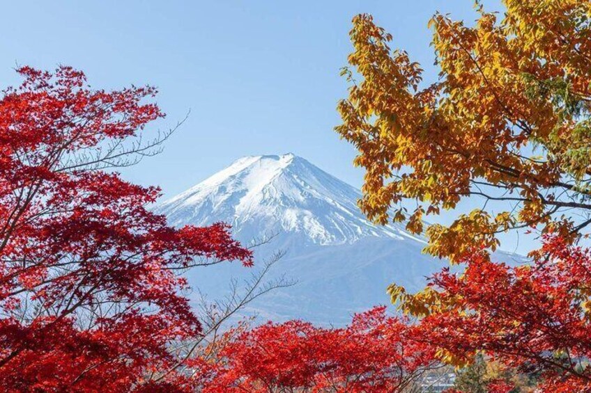 The beauty of Mount Fuji's red leaves is as gorgeous as a painting