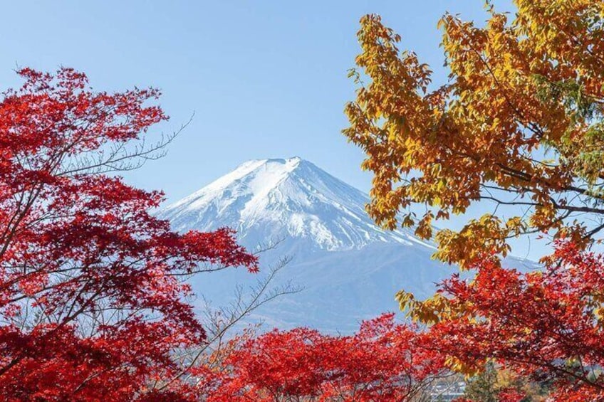The beauty of Mount Fuji's red leaves is as gorgeous as a painting