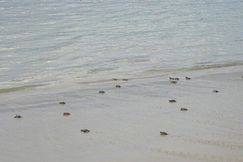 2 Day Hon Bay Canh Camping and Turtle Release Tour