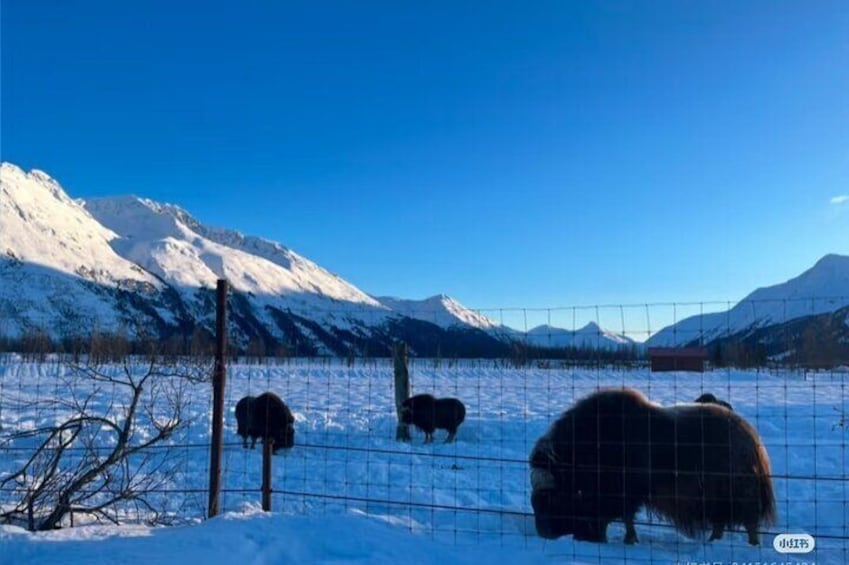 Private Guided Tour between Anchorage and Whitter