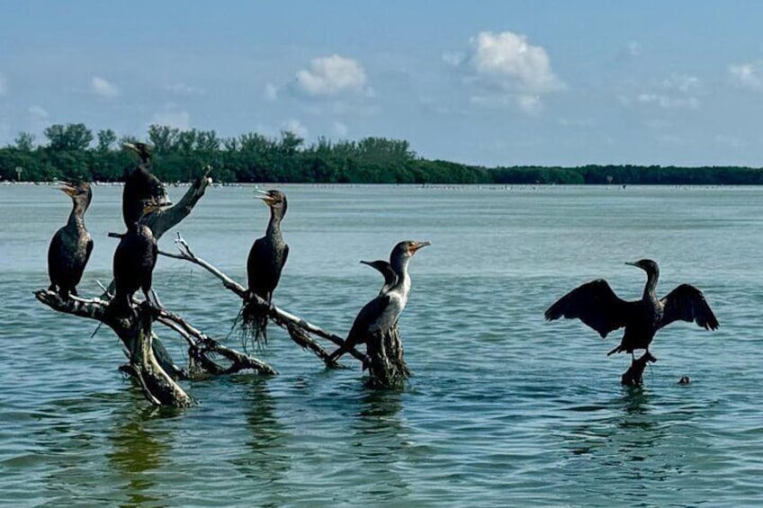 Exclusive Kayak Expedition: Exploring the Mangroves to Shell Key