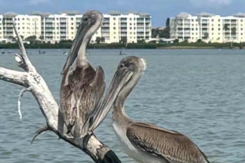 Exclusive Kayak Expedition: Exploring the Mangroves to Shell Key