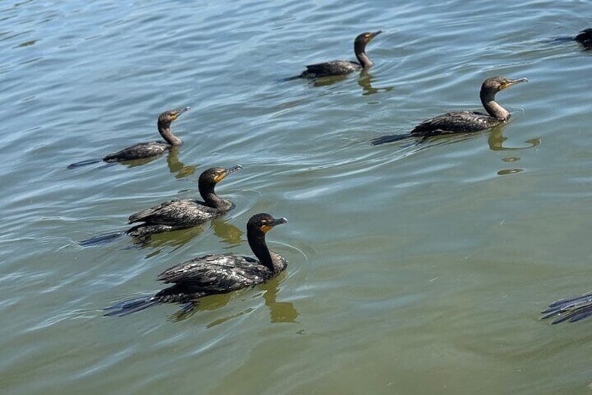 Exclusive Kayak Expedition: Exploring the Mangroves to Shell Key 