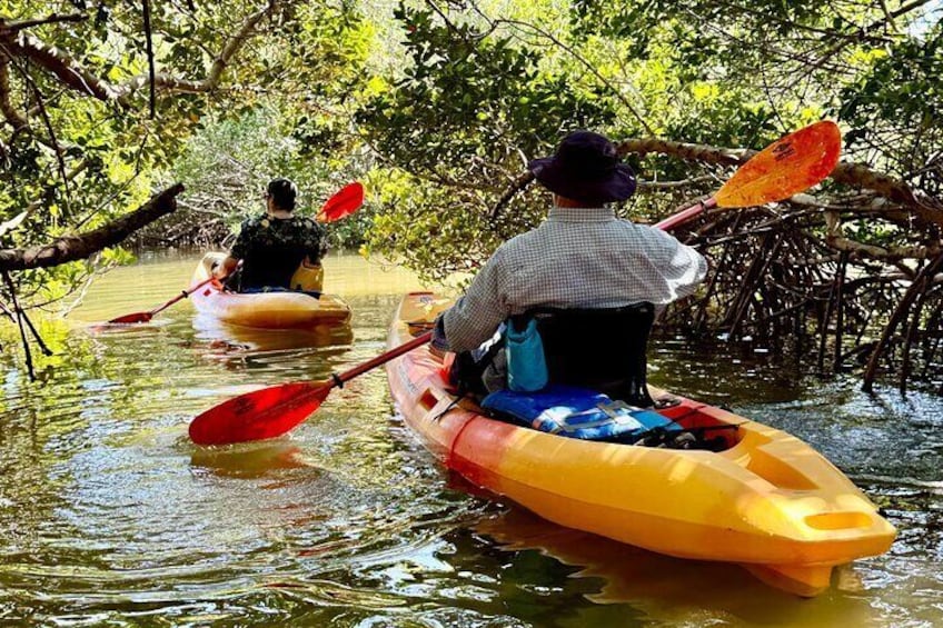 Exclusive Kayak Expedition: Exploring the Mangroves to Shell Key