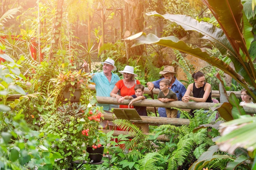 Picture 12 for Activity From Port Douglas: Kuranda via Scenic Rail or Skyrail Option