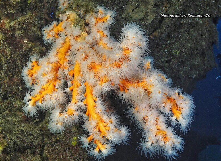 Picture 3 for Activity Puerto del Carmen: Try Scuba Diving with 1 Dive