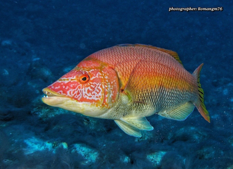 Picture 2 for Activity Puerto del Carmen: Try Scuba Diving with 1 Dive