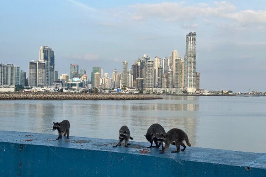 Bike Tour Panamá City and the Old Town
